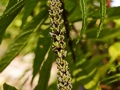 Buddleja japonica IMG_1063 Budleja japońska